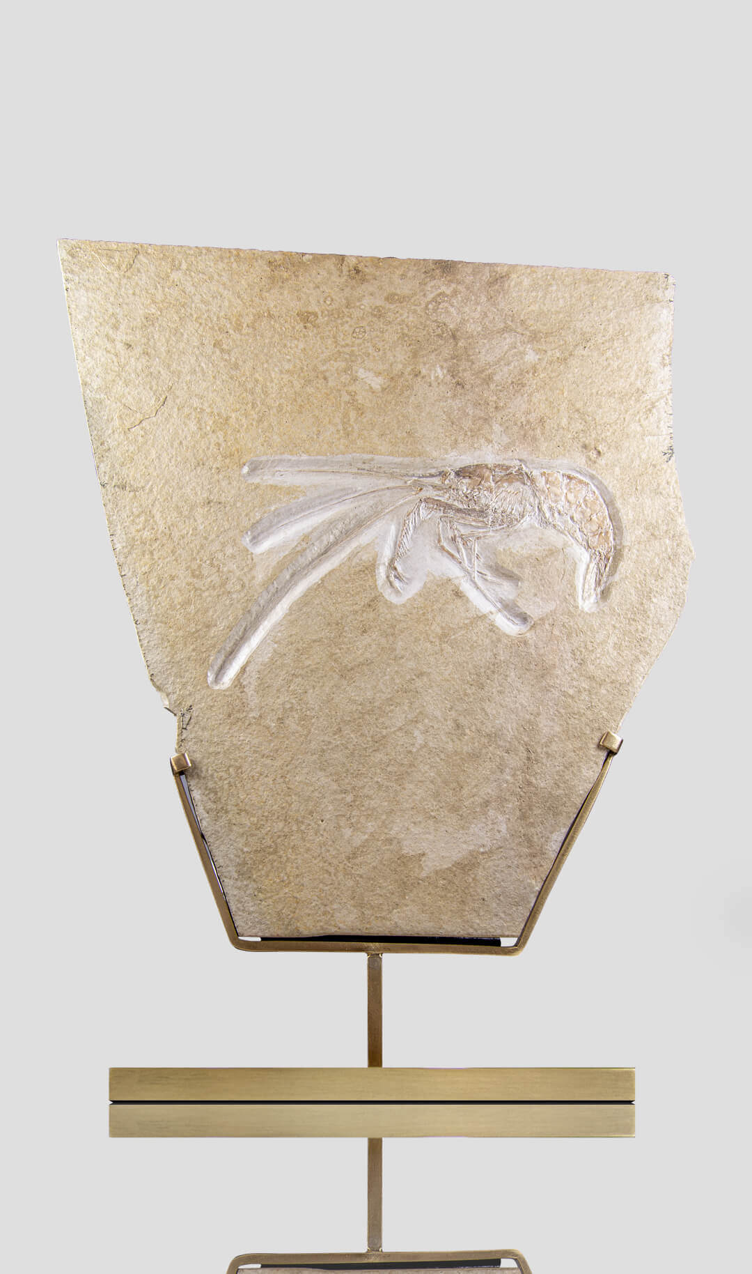 Solnhofen Aeger Eichsatt Shrimp on a brass stand measuring 274mm