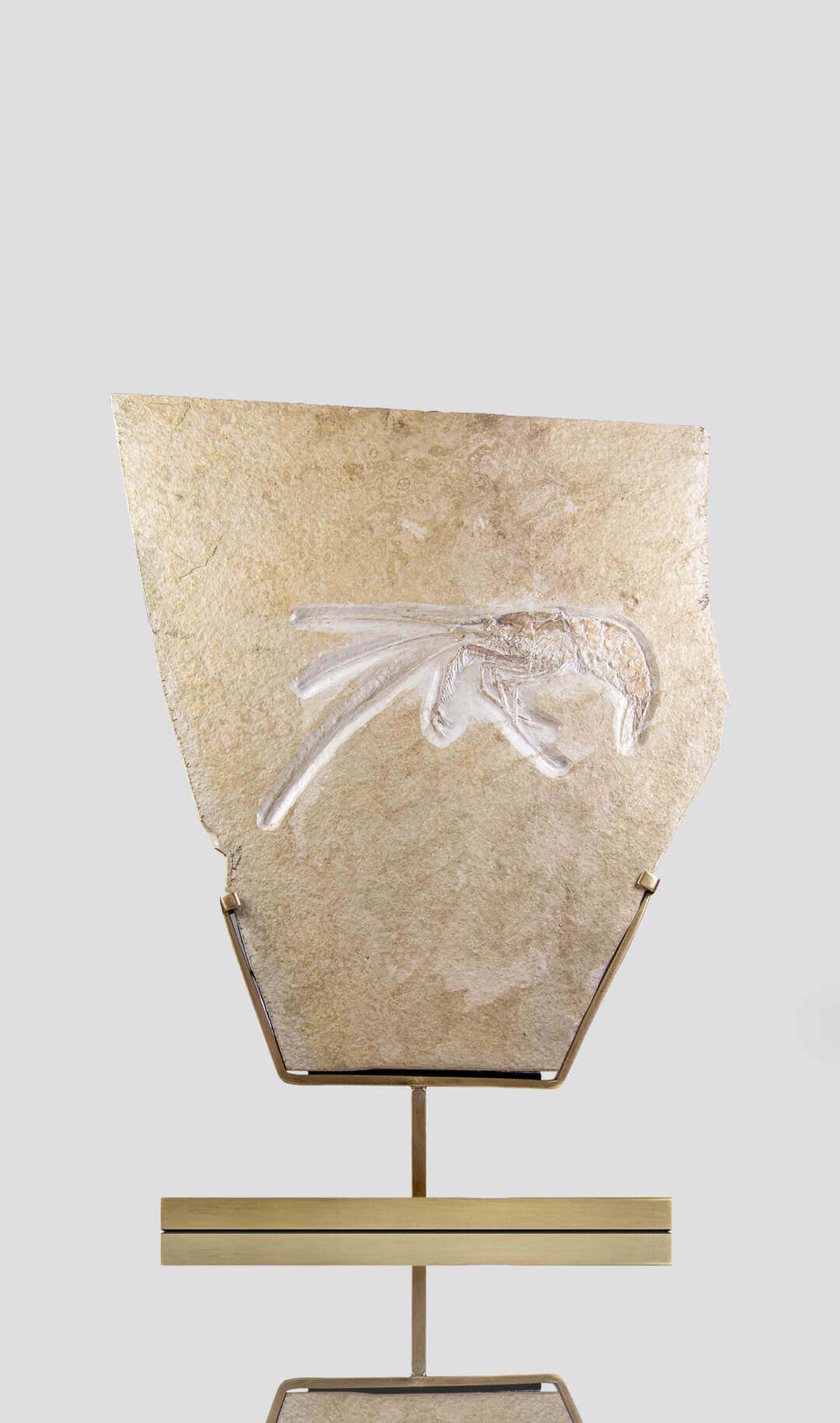 Solnhofen Aeger Eichsatt Shrimp on a brass stand measuring 274mm