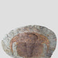 A great fossil cambropallas trilobite for sale on a custom stand for interior display 31