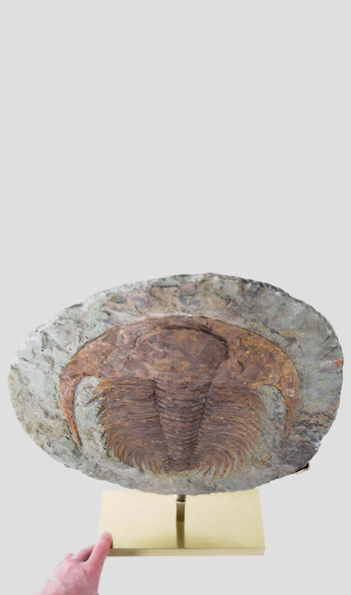 A great fossil cambropallas trilobite for sale on a custom stand for interior display 31