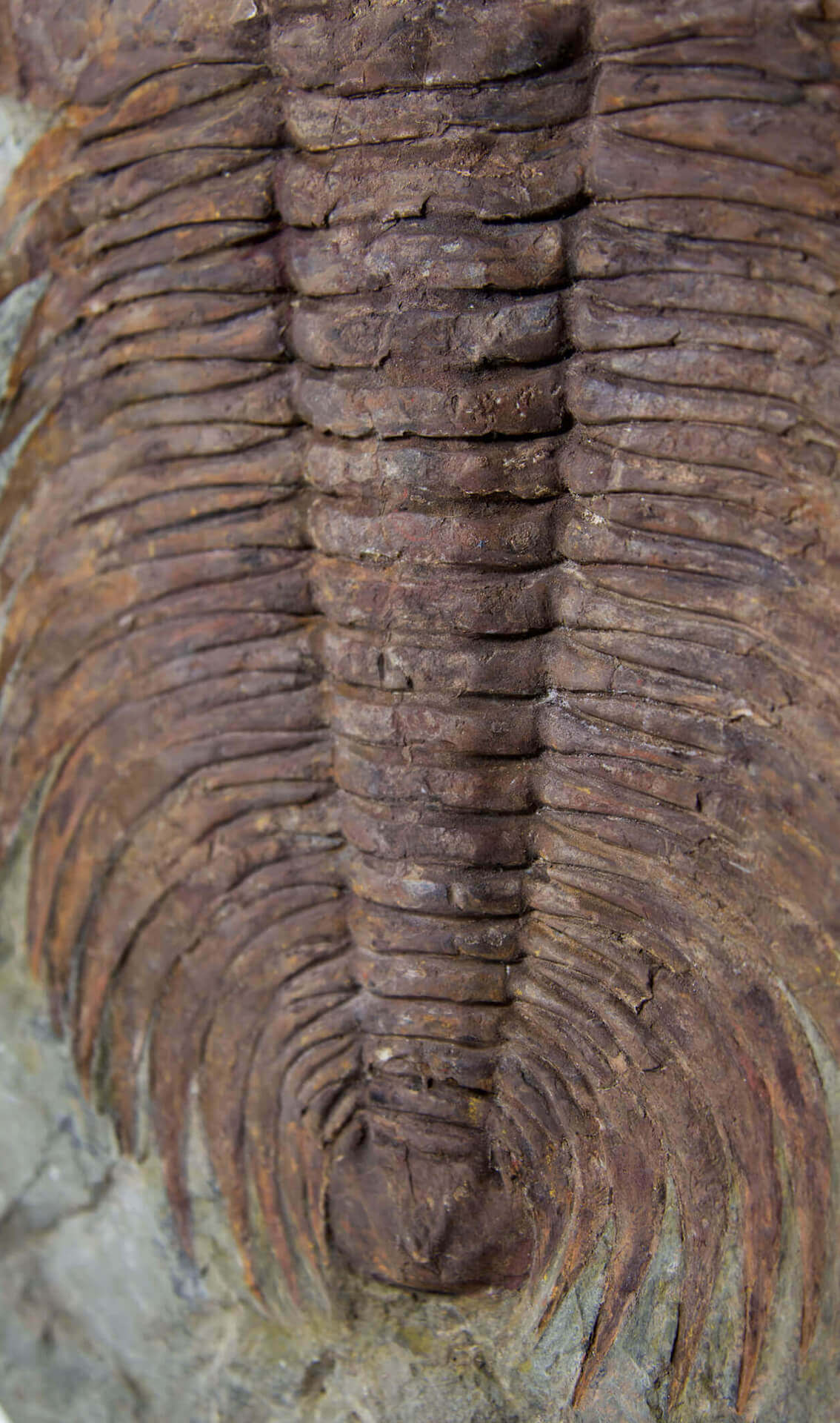 A great fossil cambropallas trilobite for sale on a custom stand for interior display 31