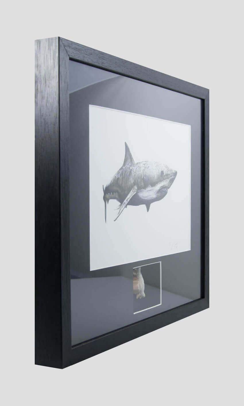 Otoduc obliquus shark tooth for sale in a black frame