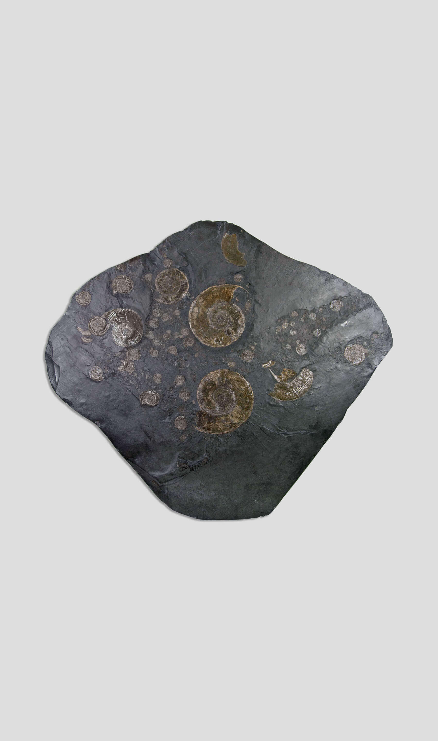 Holzmaden ammonite plate for sale 01