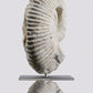 SOLD: Mantelliceras Ammonite on Steel 288mm