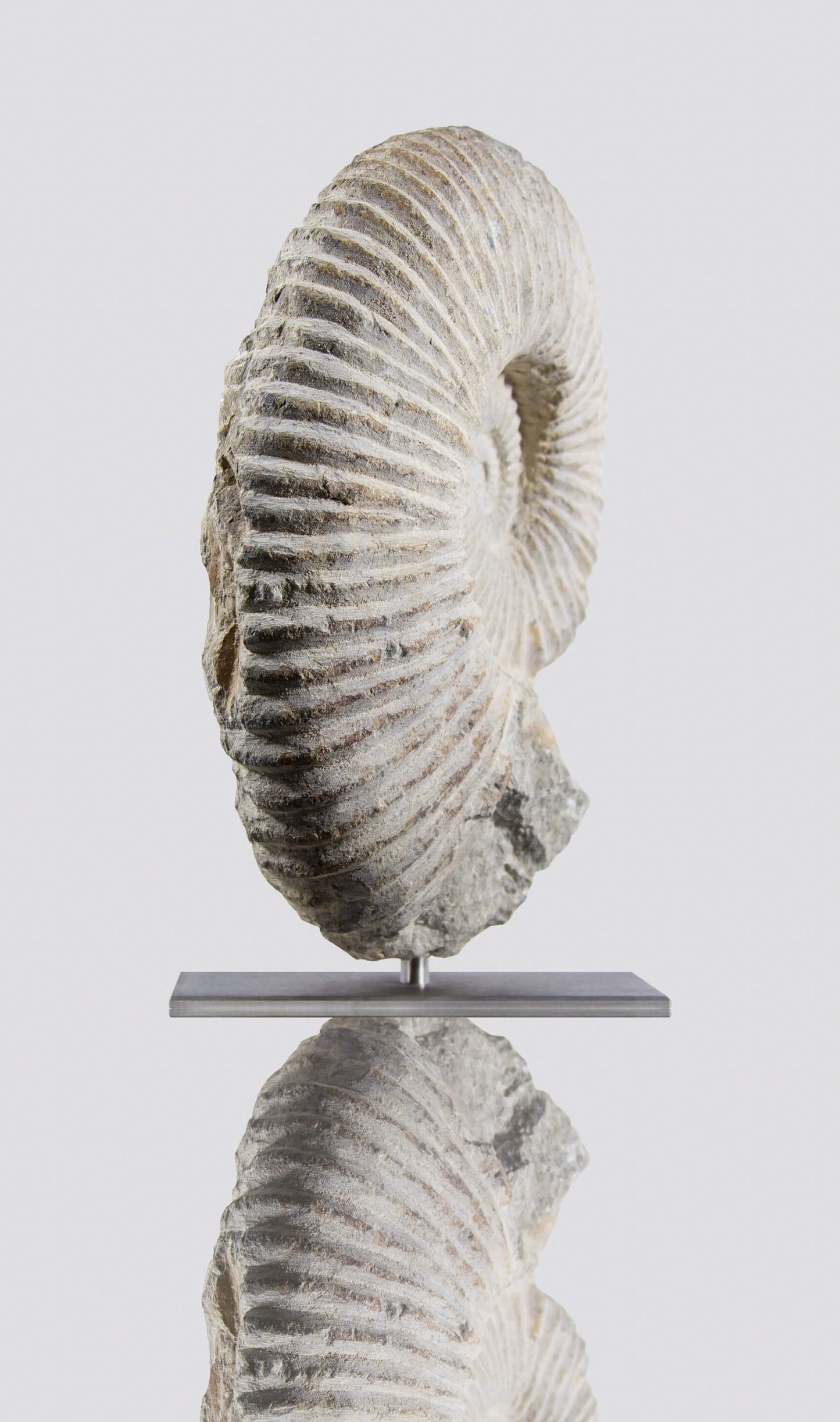 SOLD: Mantelliceras Ammonite on Steel 288mm