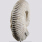 SOLD: Mantelliceras Ammonite on Steel 288mm