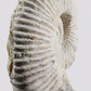 SOLD: Mantelliceras Ammonite on Steel 288mm