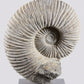 SOLD: Mantelliceras Ammonite on Steel 288mm