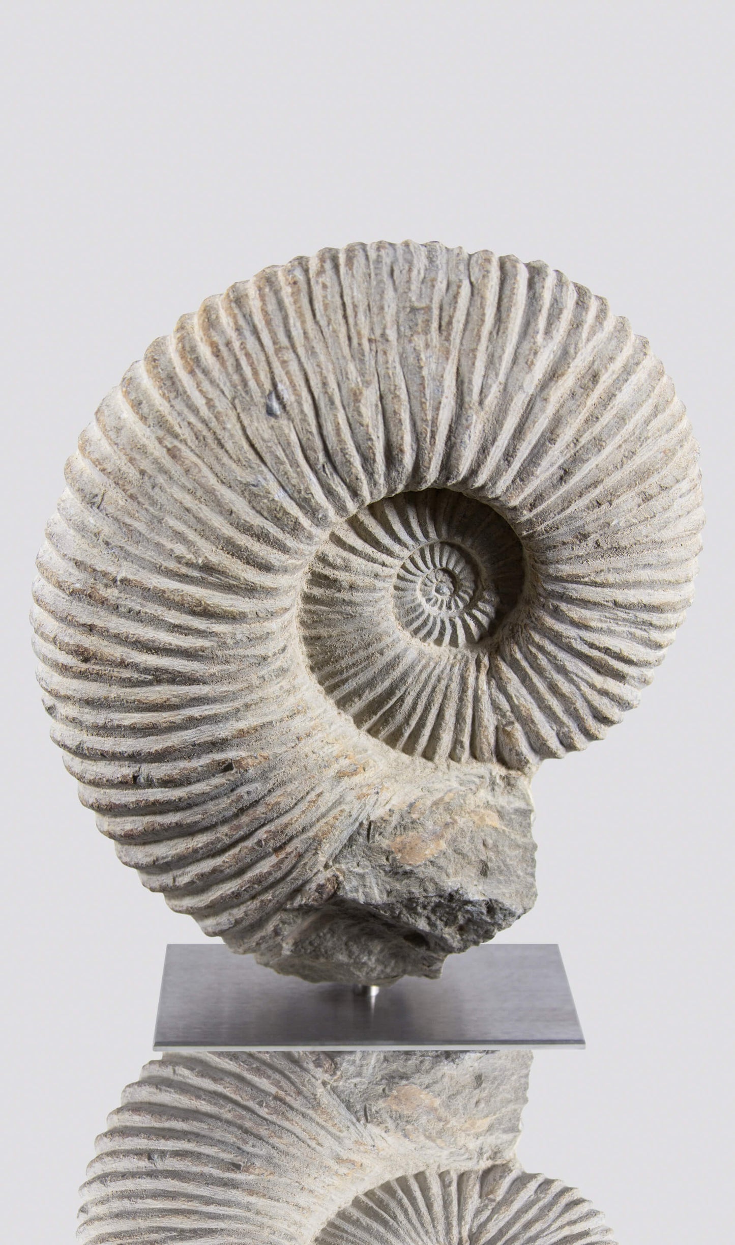 SOLD: Mantelliceras Ammonite on Steel 288mm