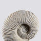 SOLD: Mantelliceras Ammonite on Steel 288mm