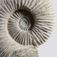 SOLD: Mantelliceras Ammonite on Steel 288mm