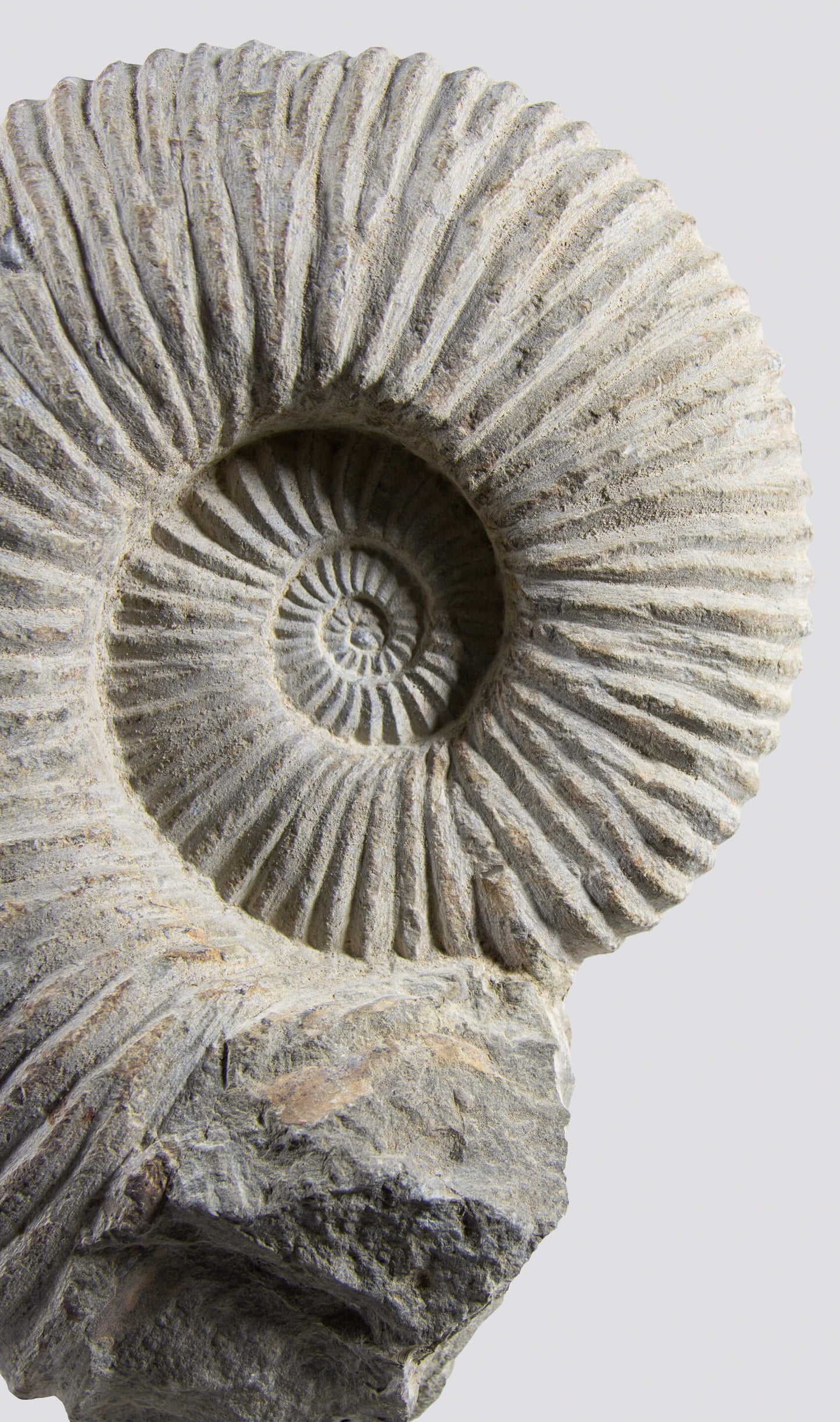 SOLD: Mantelliceras Ammonite on Steel 288mm