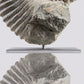 SOLD: Mantelliceras Ammonite on Steel 288mm