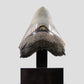 SOLD: Megalodon Carcharodon Shark Tooth 5.43"