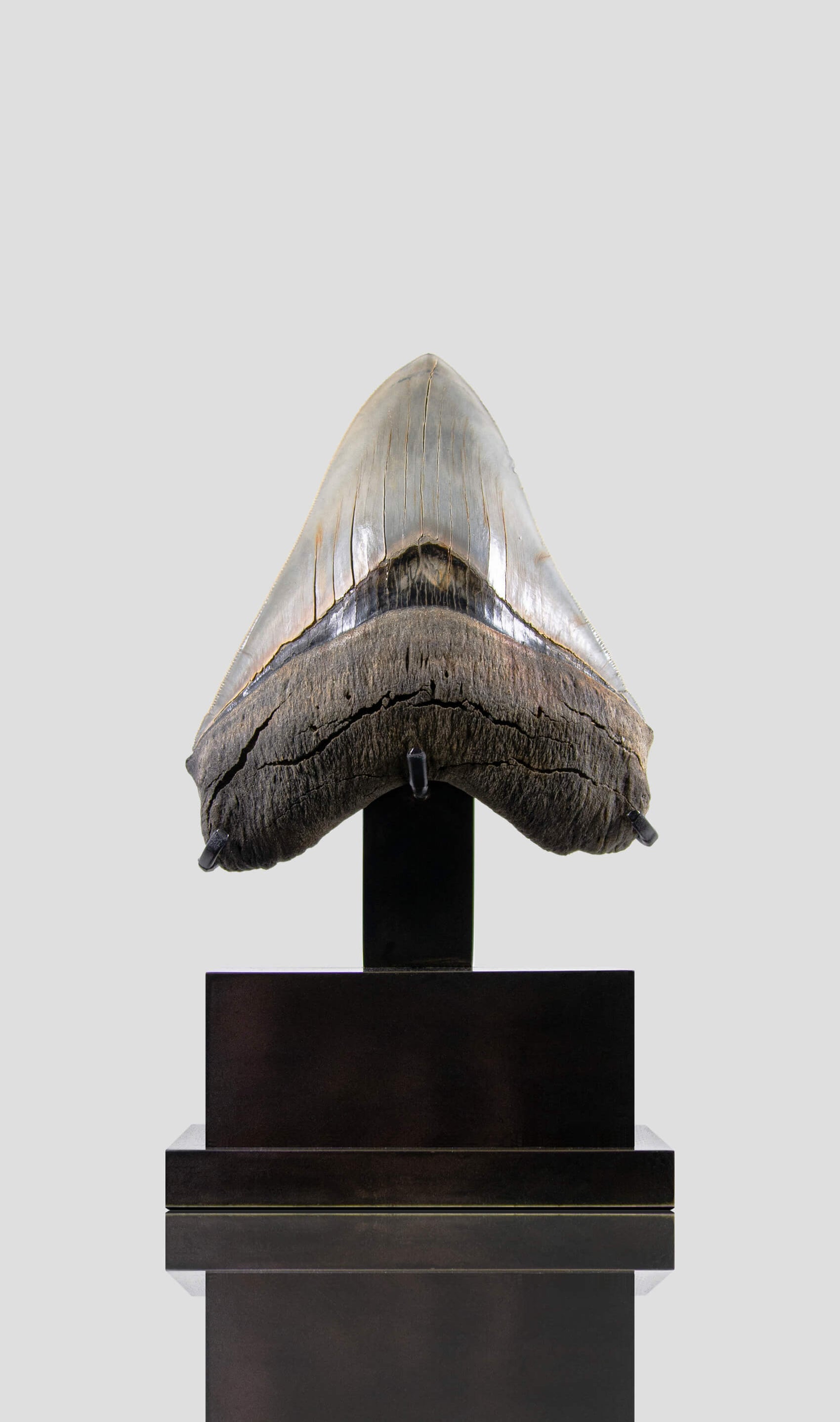 SOLD: Megalodon Carcharodon Shark Tooth 5.43"