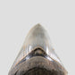 SOLD: Megalodon Carcharodon Shark Tooth 5.43"