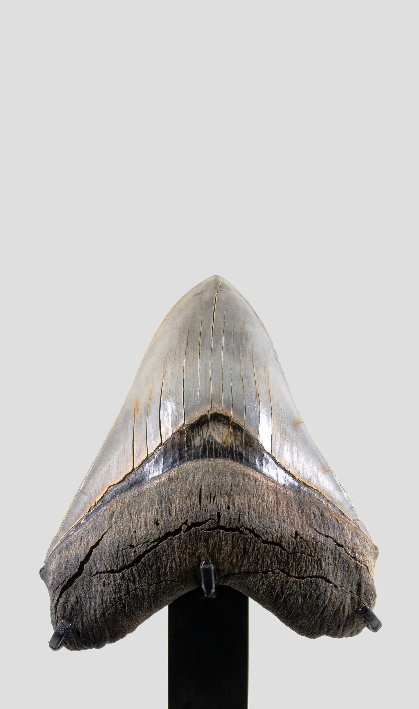 SOLD: Megalodon Carcharodon Shark Tooth 5.43"