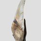 SOLD: Megalodon Carcharodon Shark Tooth 5.43"