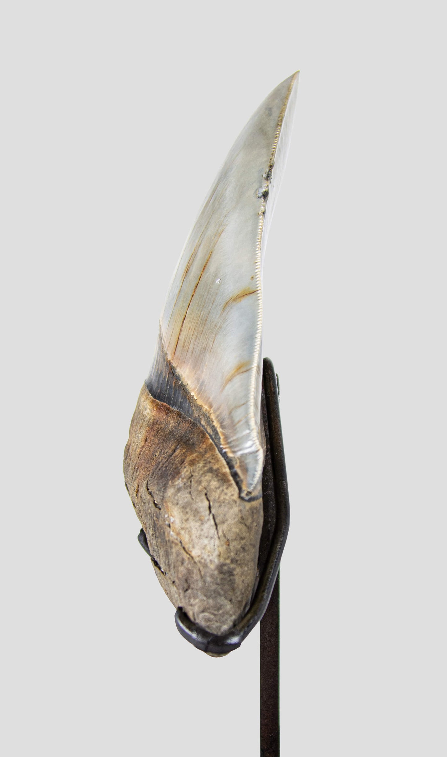 SOLD: Megalodon Carcharodon Shark Tooth 5.43"