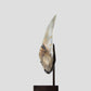 SOLD: Megalodon Carcharodon Shark Tooth 5.43"