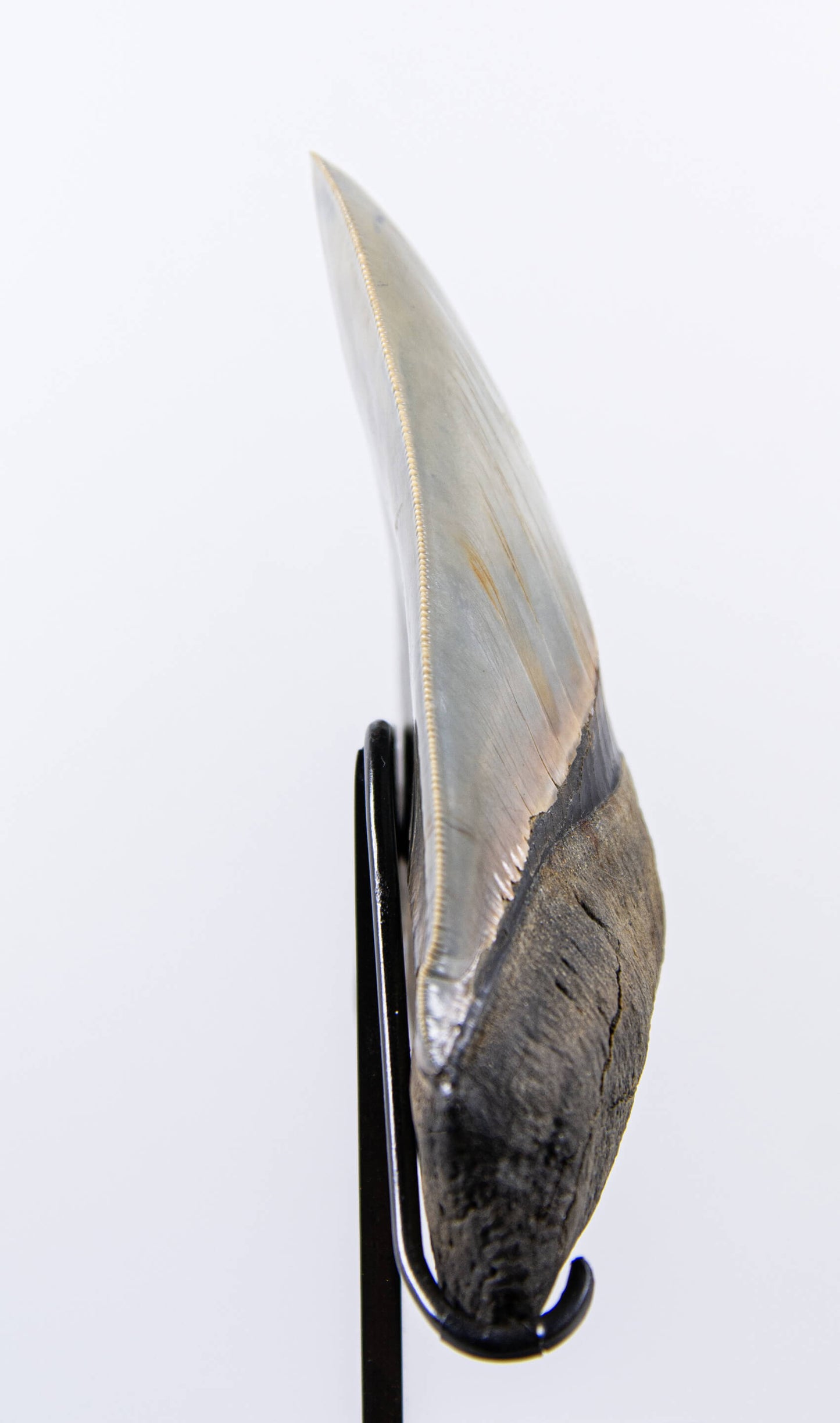 SOLD: Megalodon Carcharodon Shark Tooth 5.43"