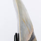 SOLD: Megalodon Carcharodon Shark Tooth 5.43"