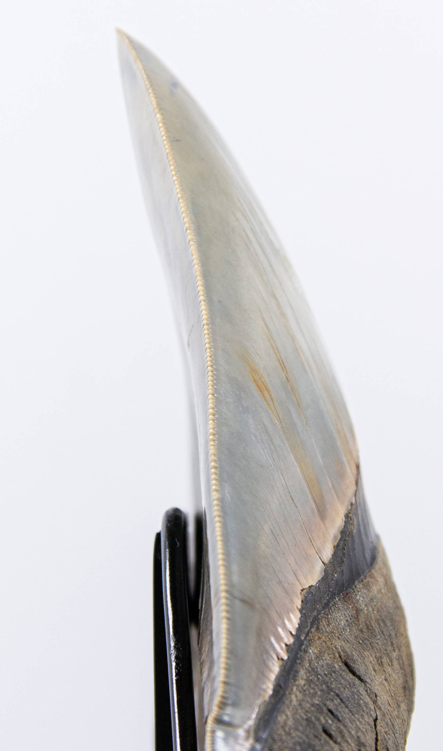 SOLD: Megalodon Carcharodon Shark Tooth 5.43"