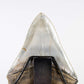 SOLD: Megalodon Carcharodon Shark Tooth 5.43"