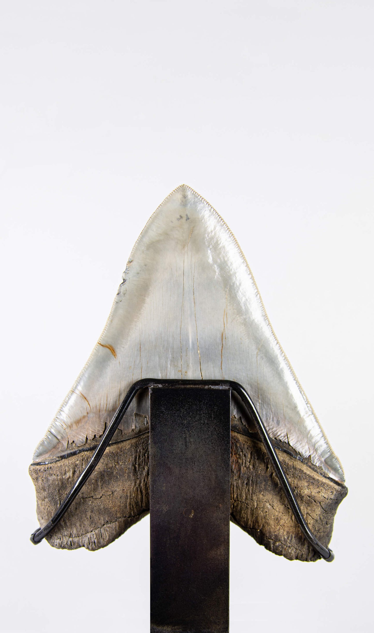 SOLD: Megalodon Carcharodon Shark Tooth 5.43"