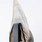 SOLD: Megalodon Carcharodon Shark Tooth 5.43"