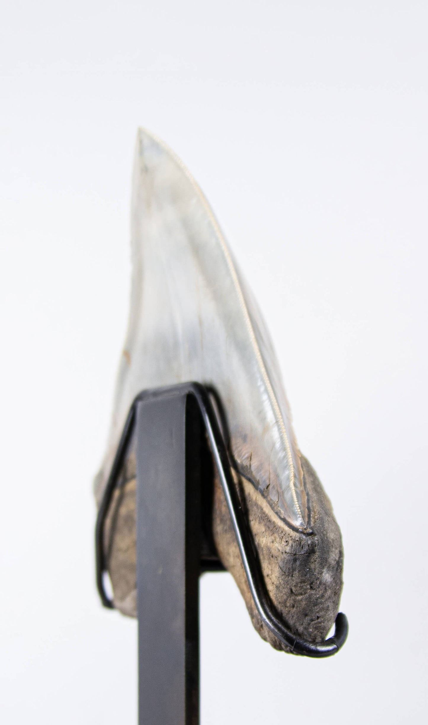 SOLD: Megalodon Carcharodon Shark Tooth 5.43"