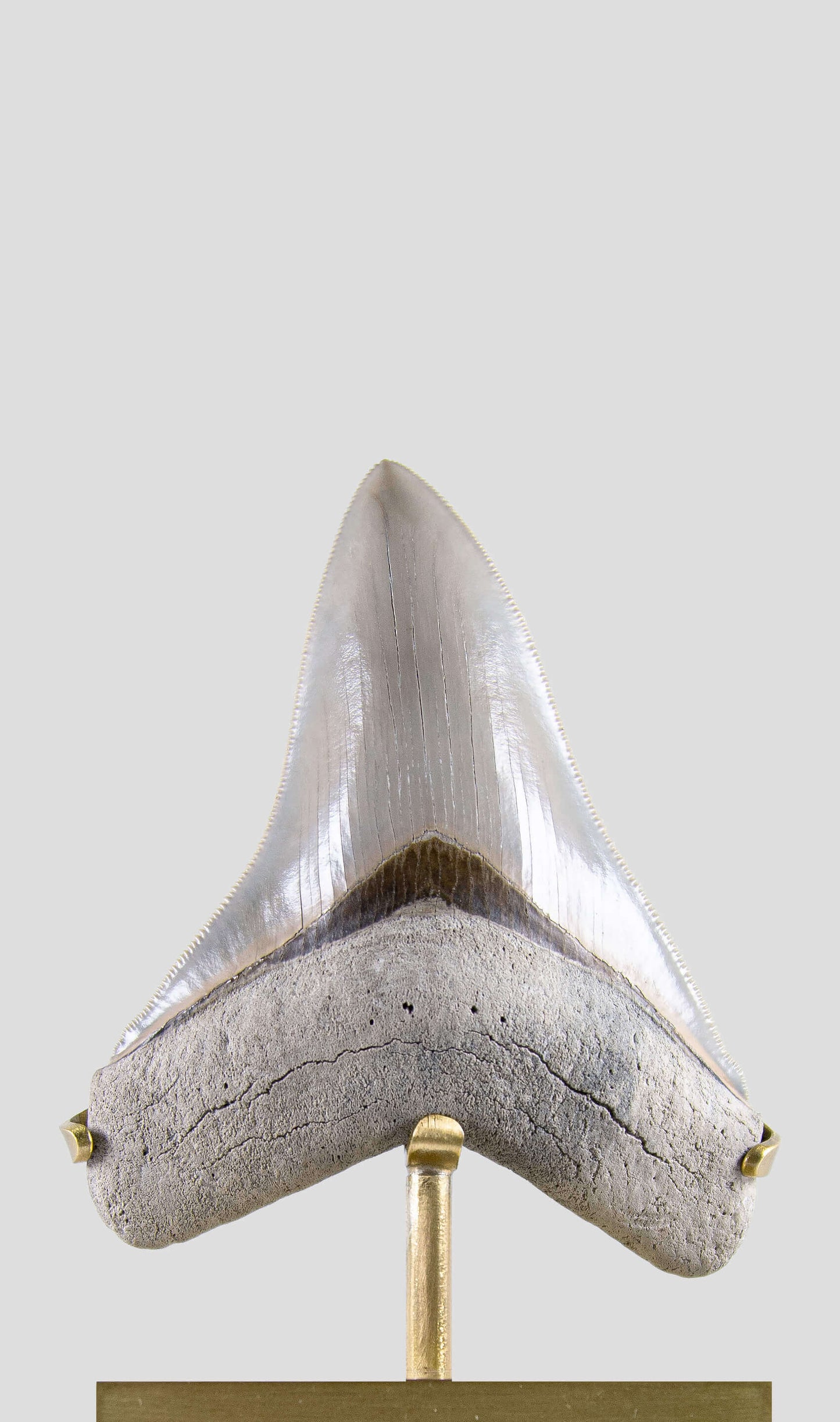 SOLD: Fossil Megalodon Carcharodon Tooth 4.4"