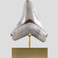 SOLD: Fossil Megalodon Carcharodon Tooth 4.4"