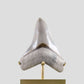 SOLD: Fossil Megalodon Carcharodon Tooth 4.4"