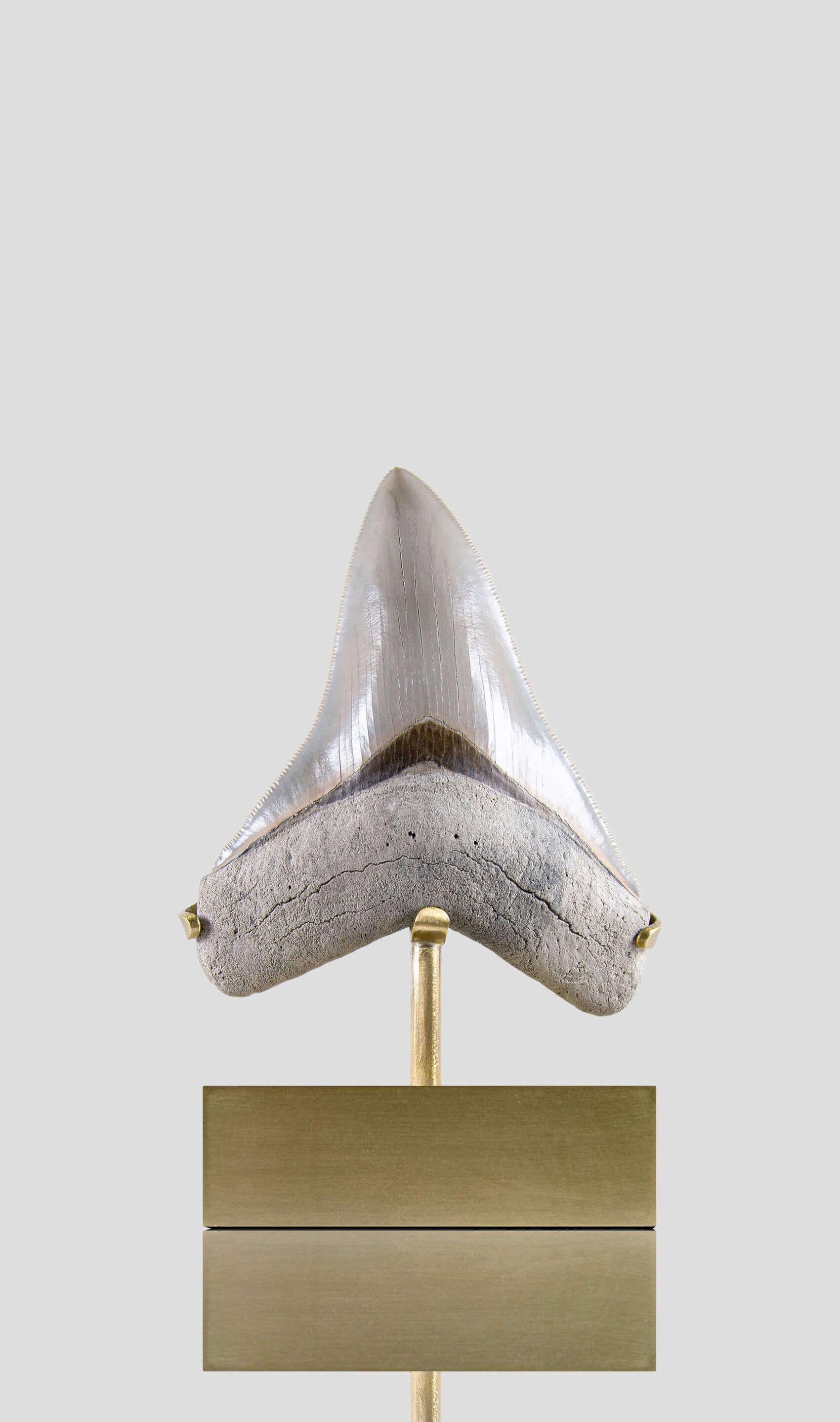 SOLD: Fossil Megalodon Carcharodon Tooth 4.4"