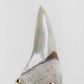 SOLD: Fossil Megalodon Carcharodon Tooth 4.4"