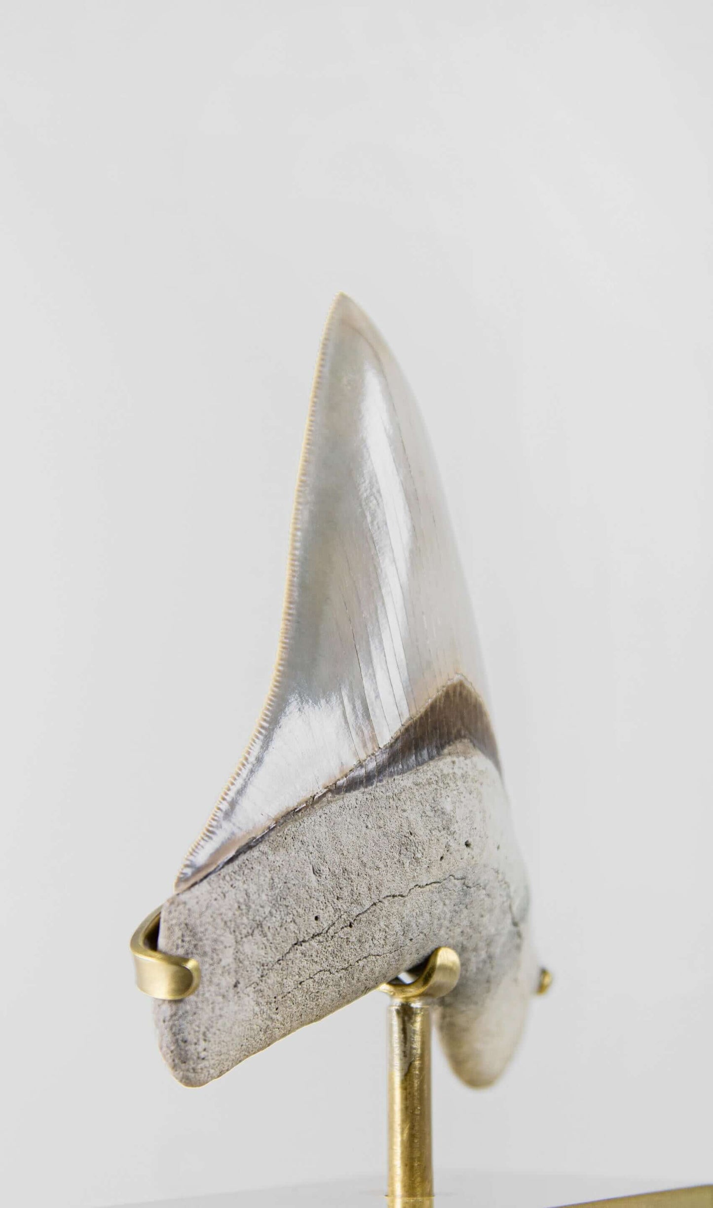 SOLD: Fossil Megalodon Carcharodon Tooth 4.4"