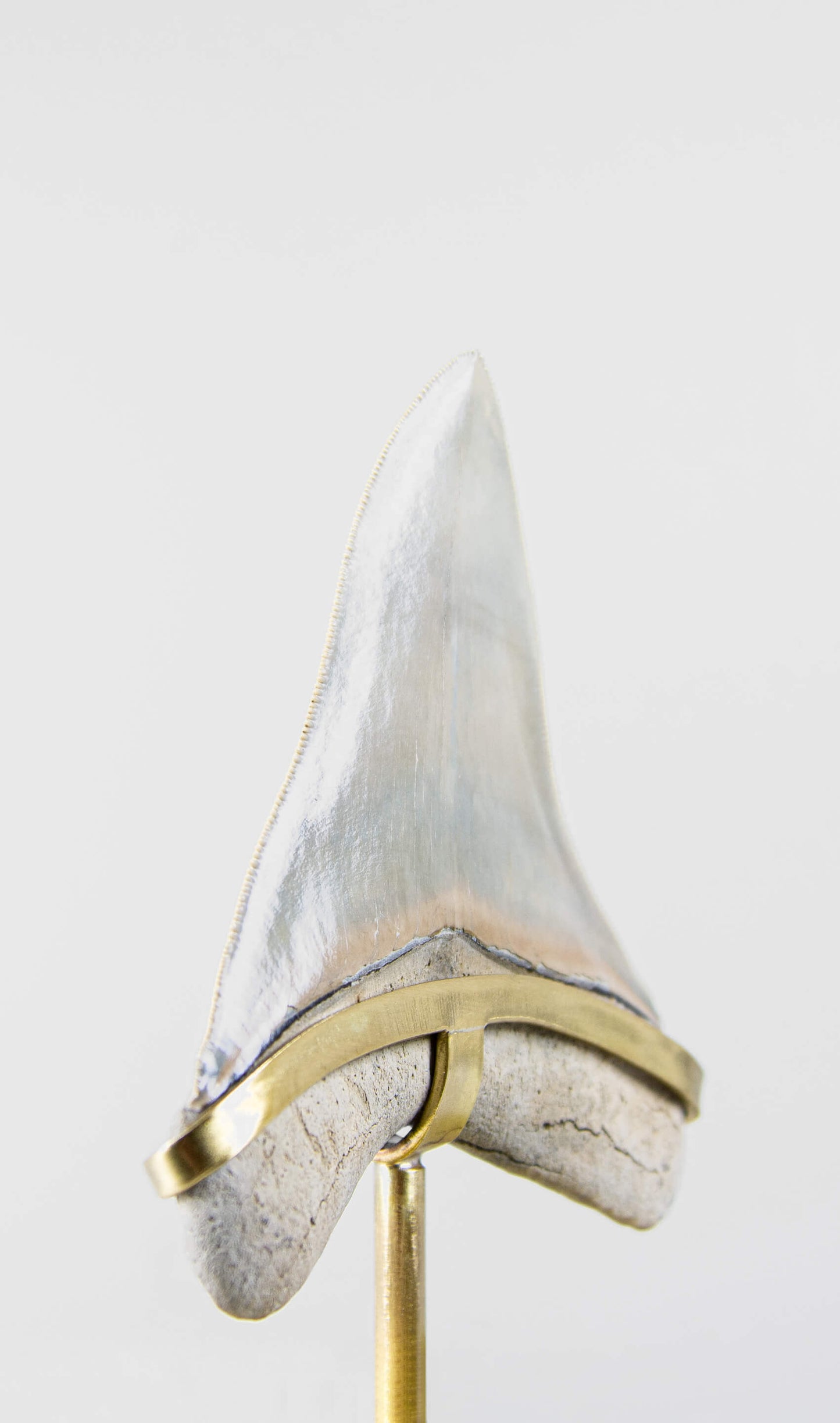 SOLD: Fossil Megalodon Carcharodon Tooth 4.4"