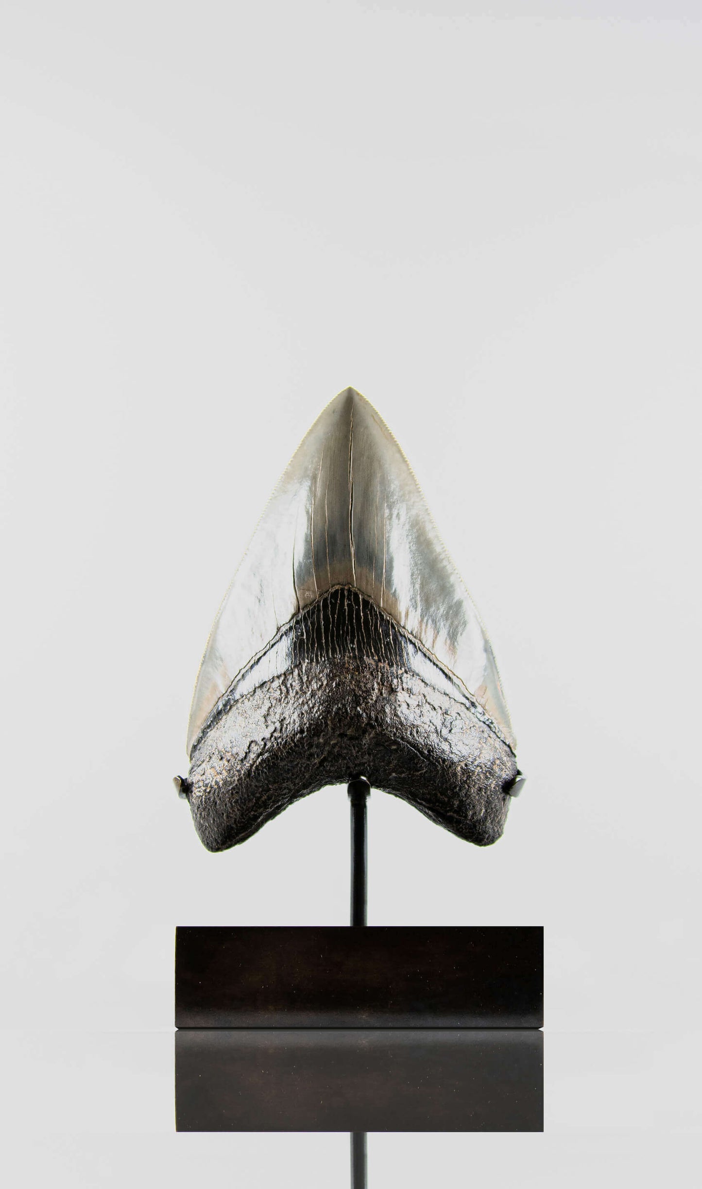 A grade Megalodon tooth displaying wonderful serrations on a bronze stand and free international shipping