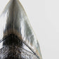 A grade Megalodon tooth displaying wonderful serrations on a bronze stand and free international shipping