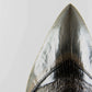 A grade Megalodon tooth displaying wonderful serrations on a bronze stand and free international shipping