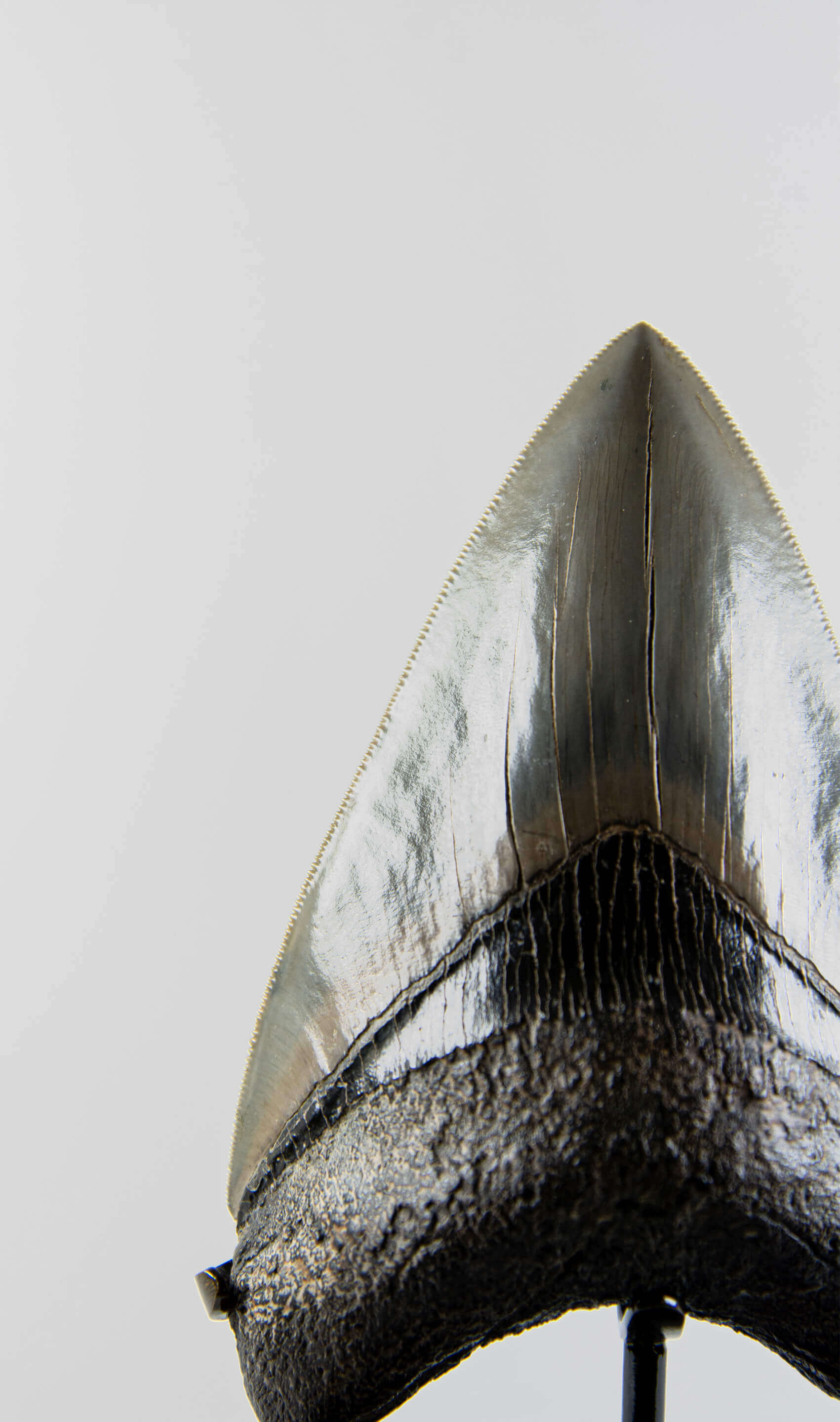 A grade Megalodon tooth displaying wonderful serrations on a bronze stand and free international shipping