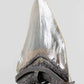 A grade Megalodon tooth displaying wonderful serrations on a bronze stand and free international shipping