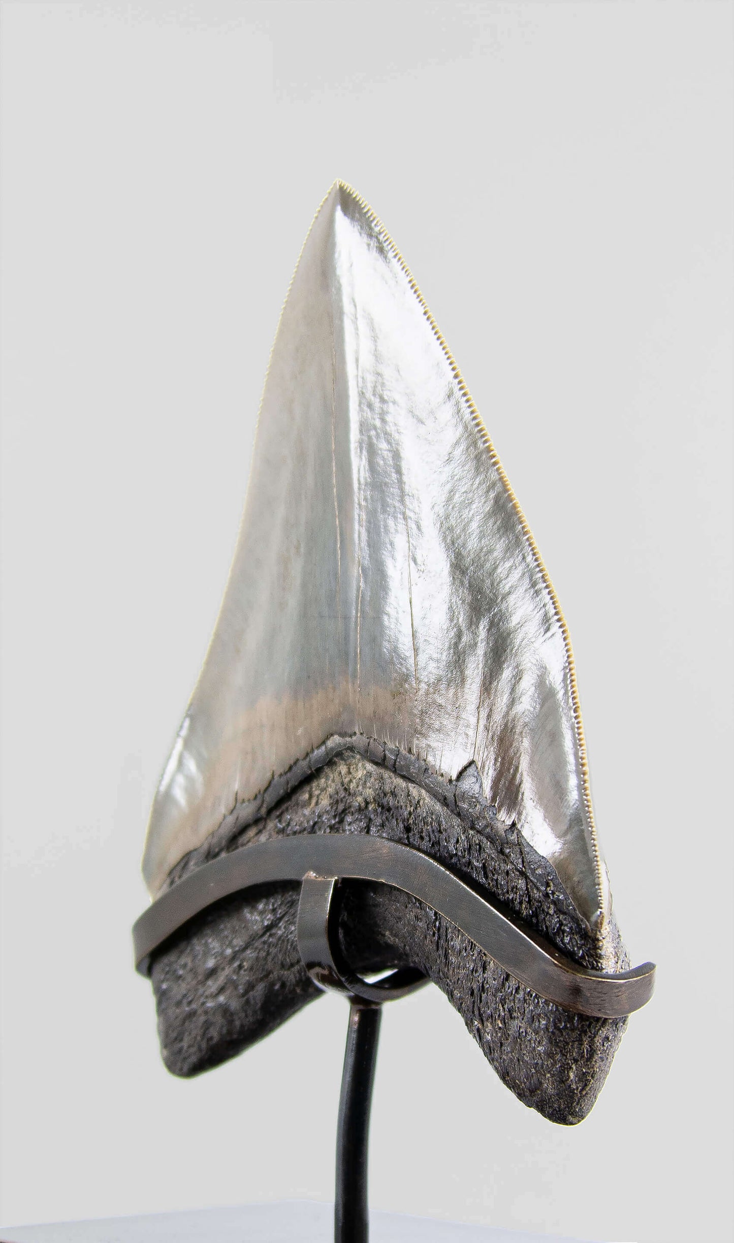 A grade Megalodon tooth displaying wonderful serrations on a bronze stand and free international shipping