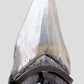 A grade Megalodon tooth displaying wonderful serrations on a bronze stand and free international shipping