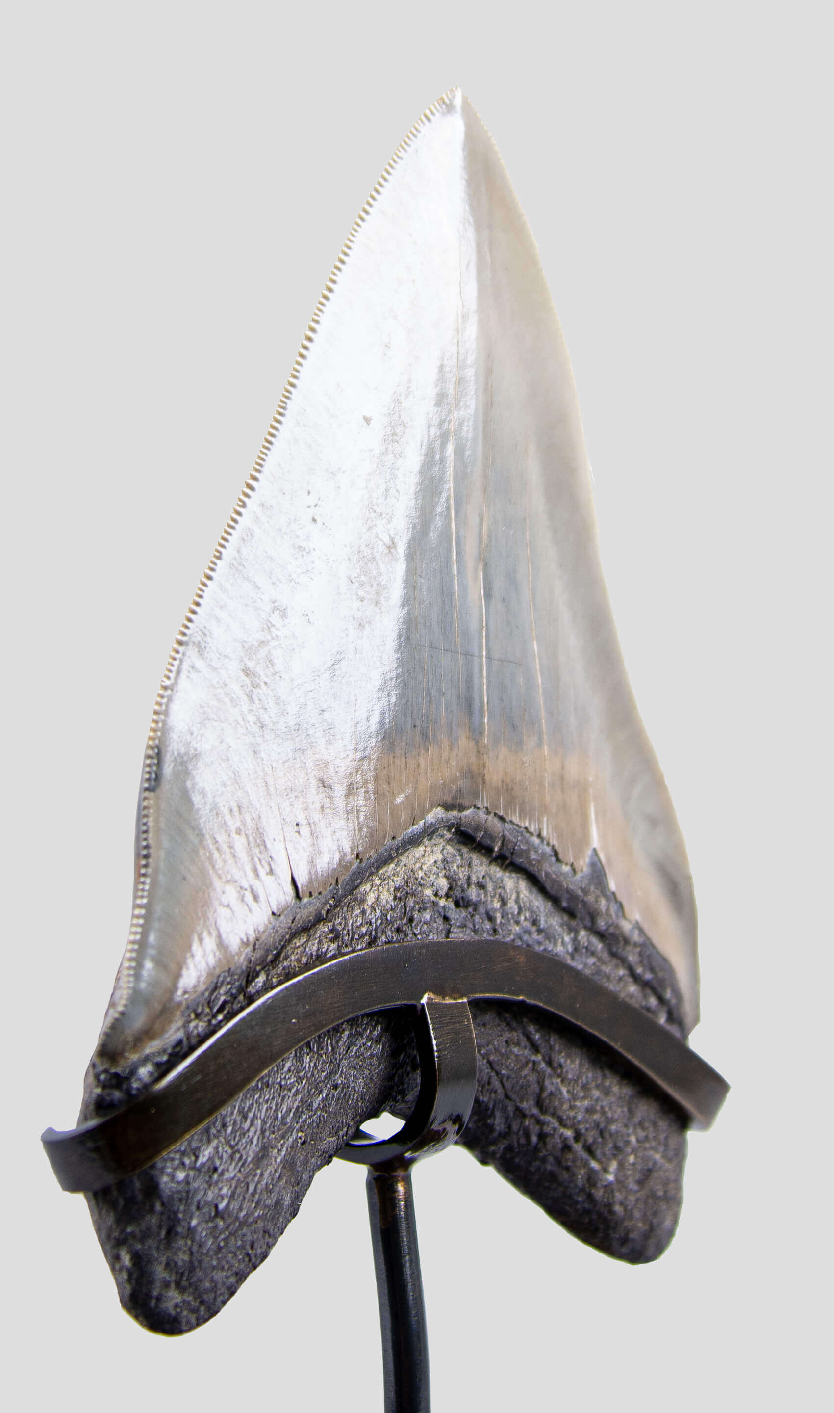 A grade Megalodon tooth displaying wonderful serrations on a bronze stand and free international shipping