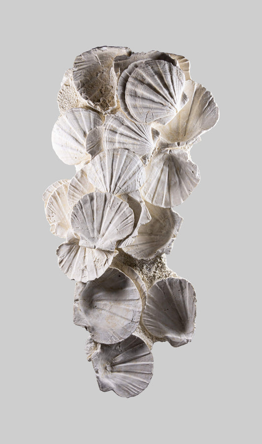 Lattissima Pecten Shell Plate Wall Display 700mm