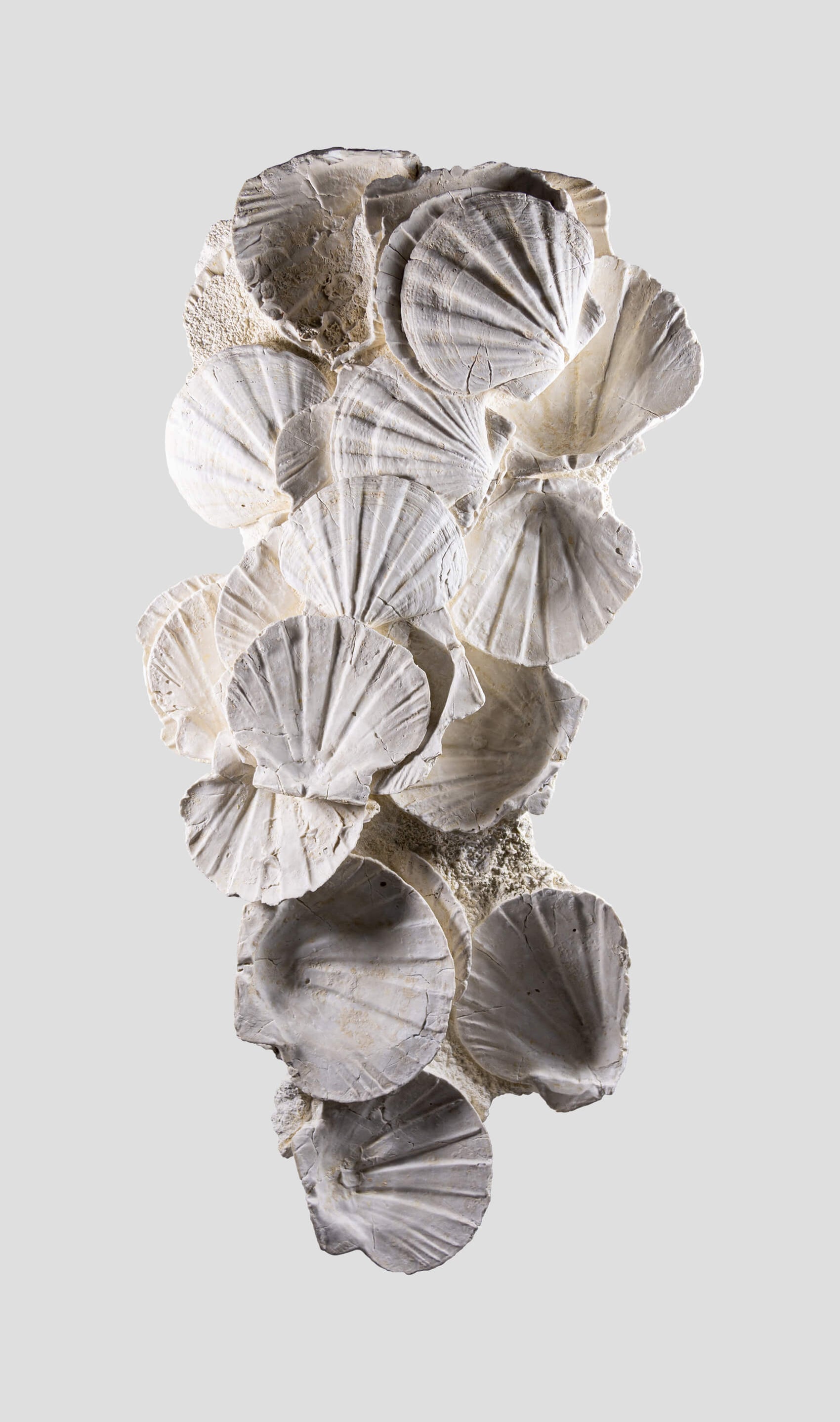 Lattissima Pecten Shell Plate Wall Display 700mm