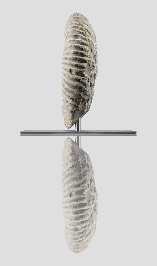 Mantelliceras Ammonite on Steel 334mm