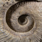 Mantelliceras Ammonite on Steel 488mm